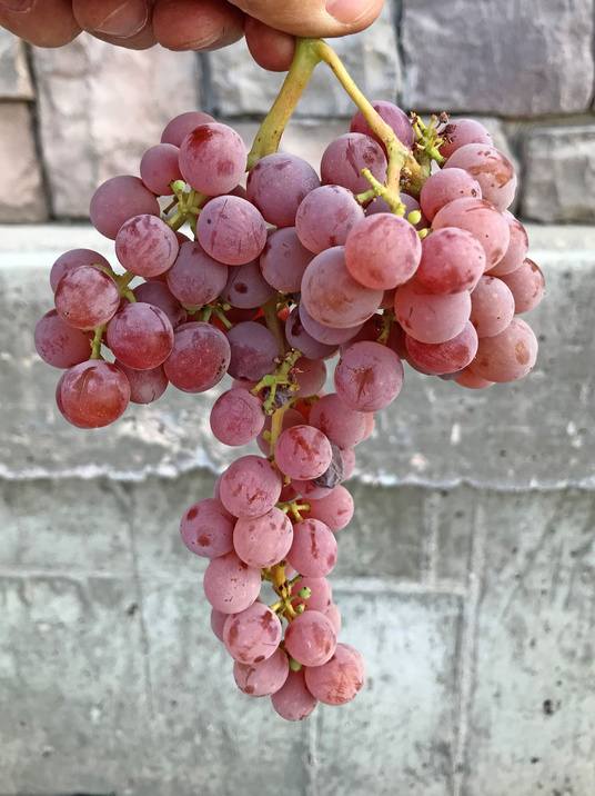 California green seedless grapes outperforming reds