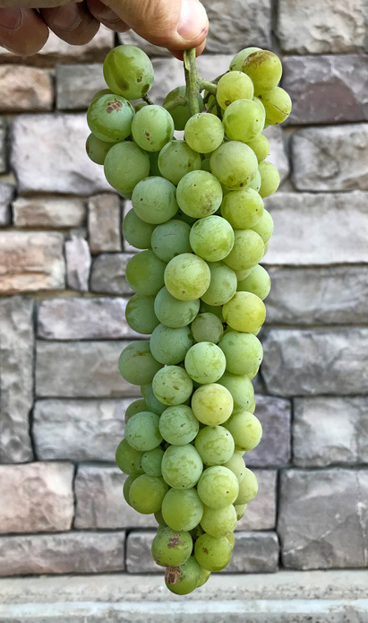 Grapes - Green Grapes - Seedless - 2lbs – Cypress Creek Co Op