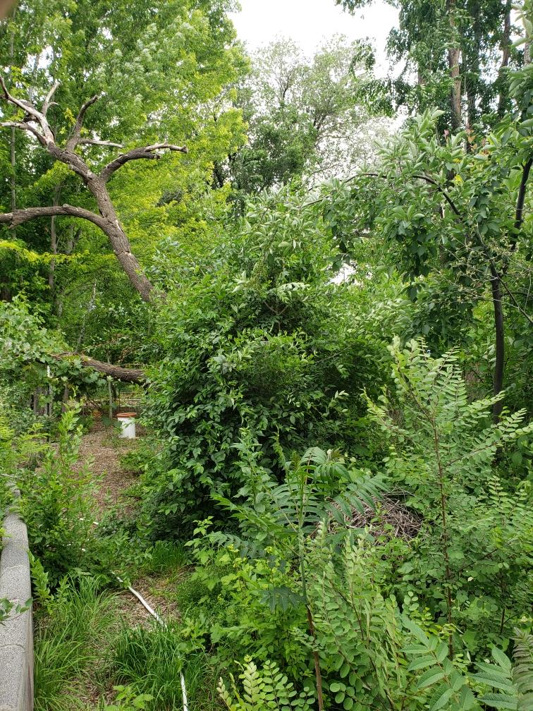 Trees and other plants.