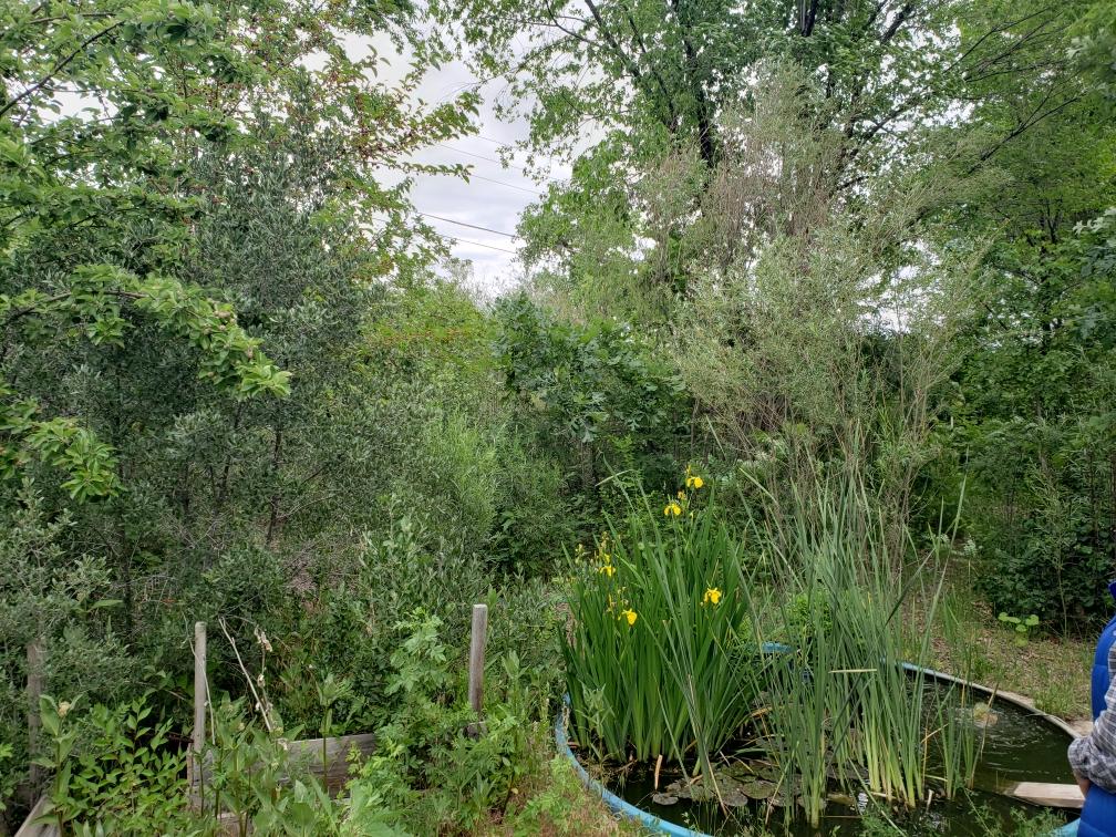 Trees, flowers, and other plants.