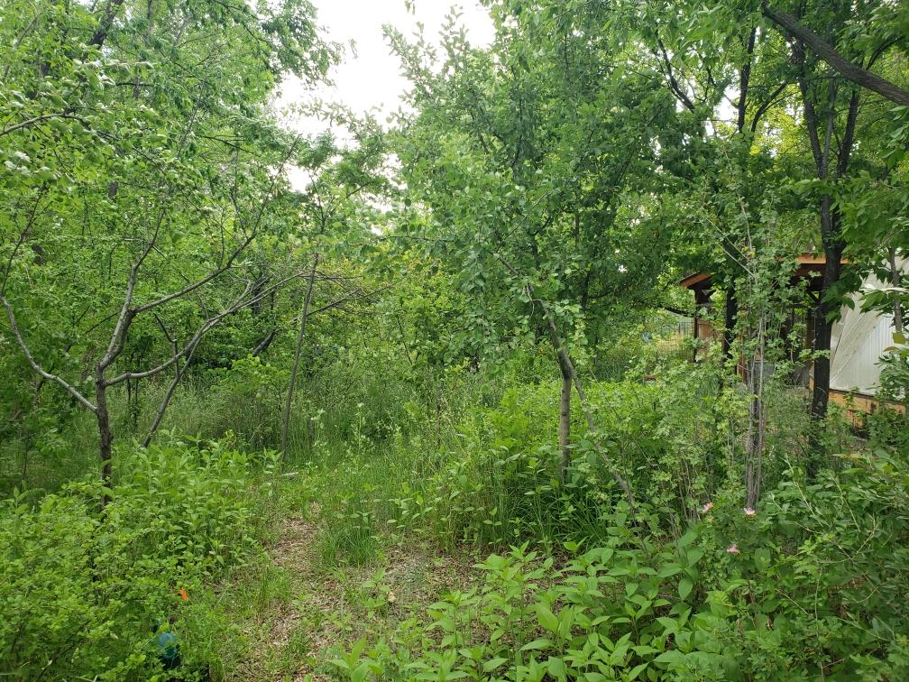 Trees and other plants with a shed in the background.