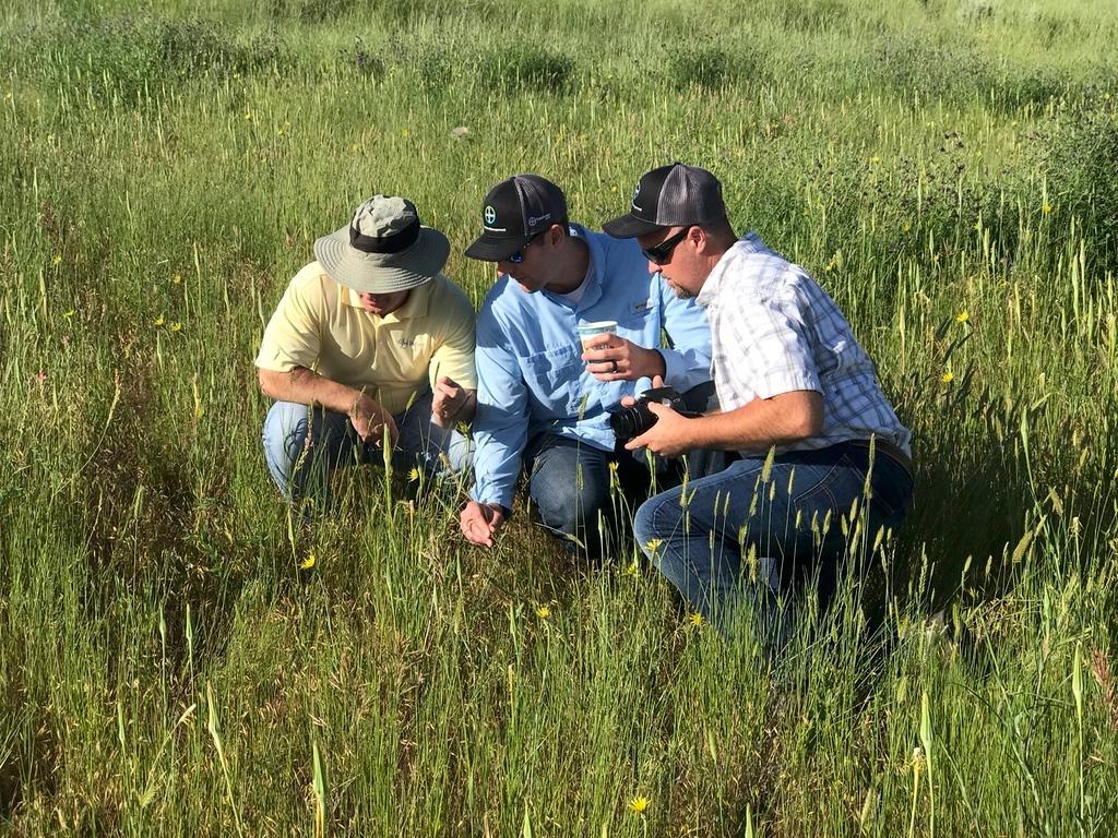 Three men squatting while analyzing grass