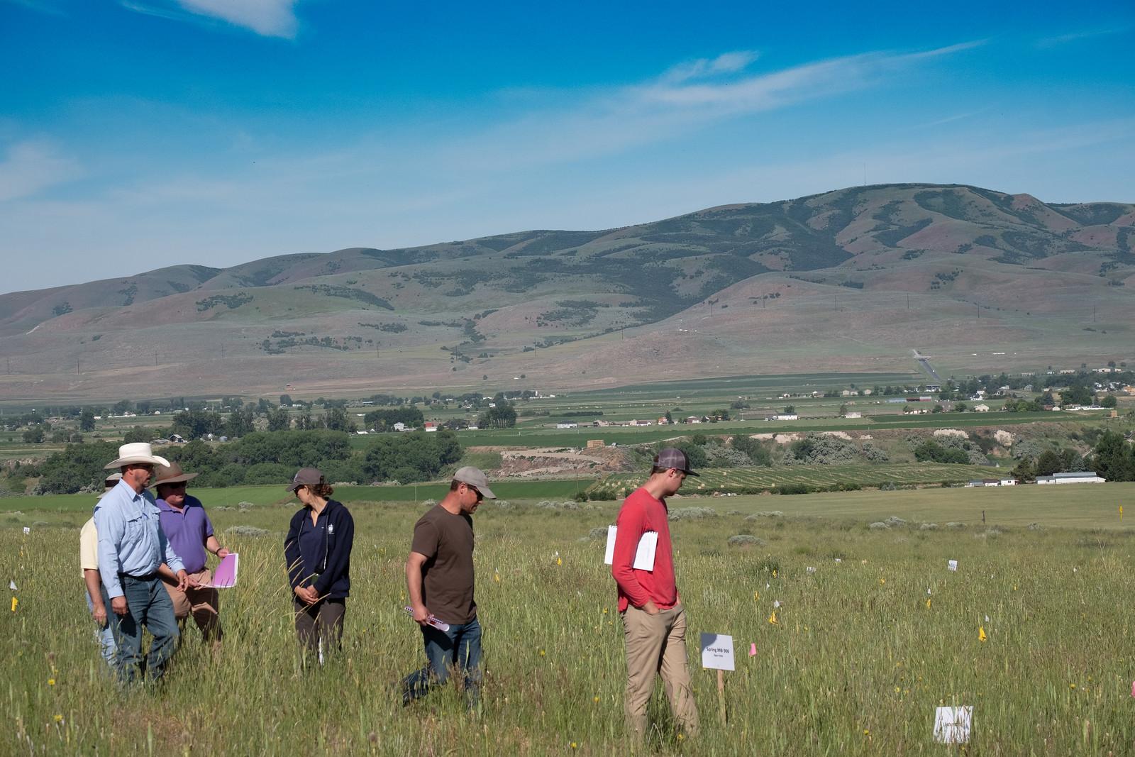 Group of people analyzing grass in a field
