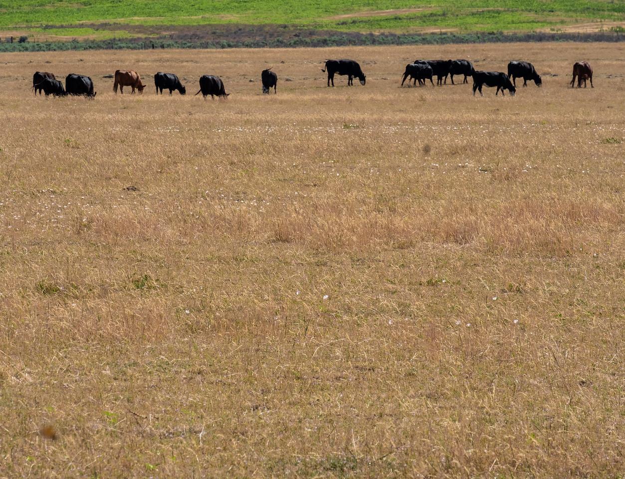 Cows grazing in a field