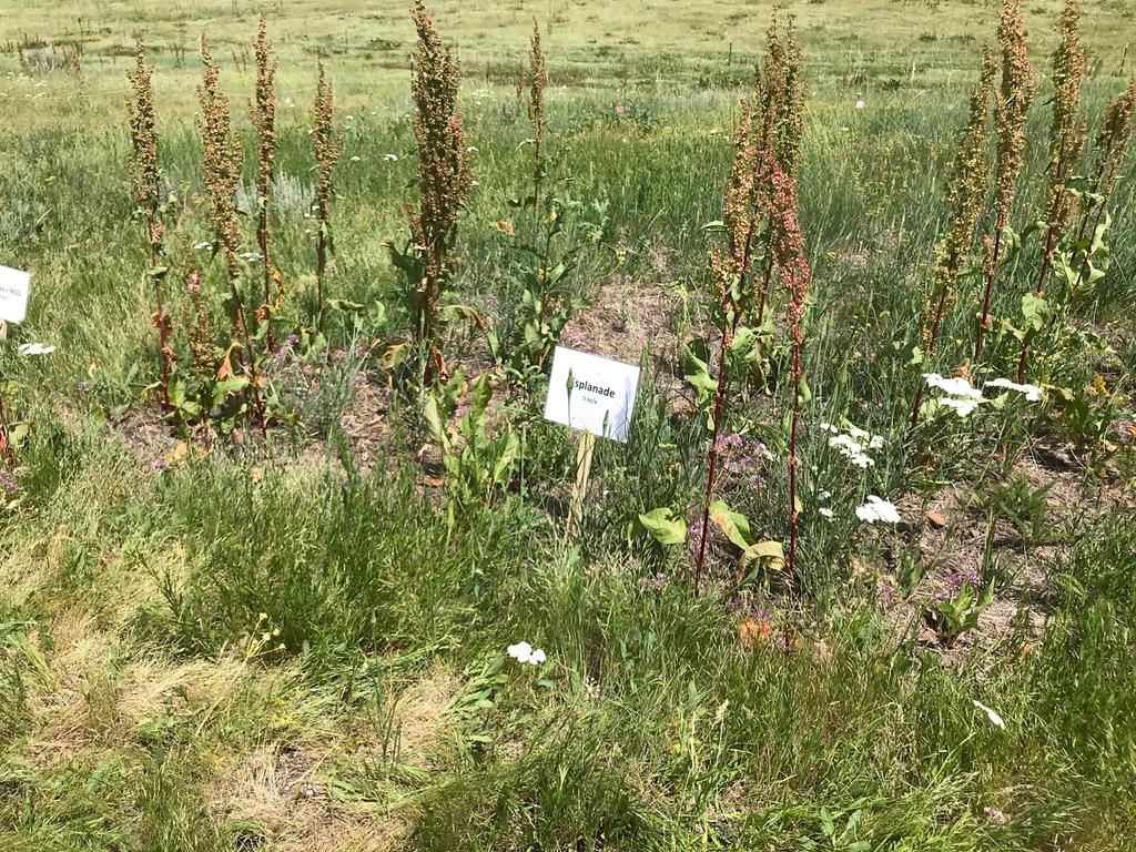 Section of grass with a sign posted saying "Esplanade"