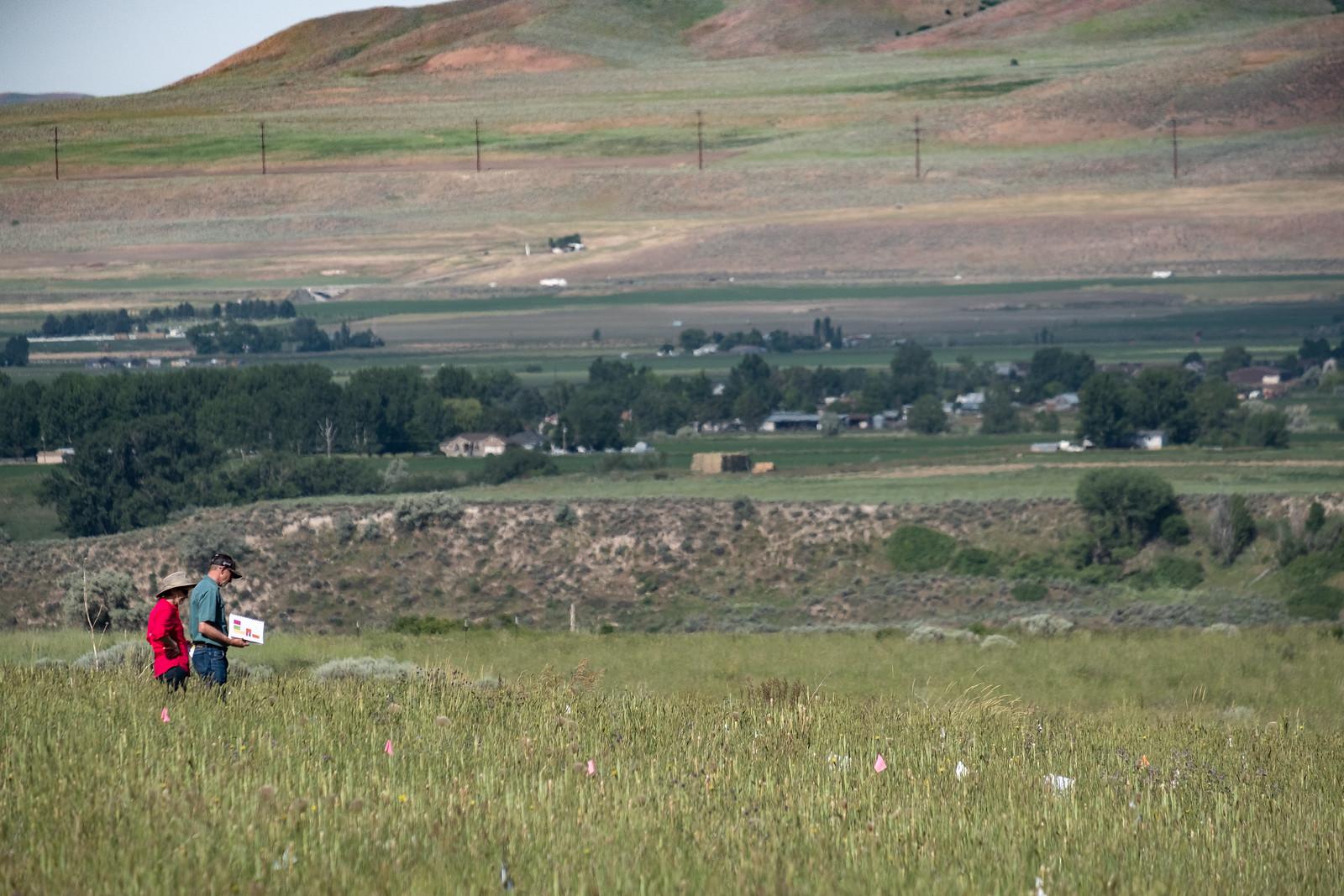 Two people walk in a field