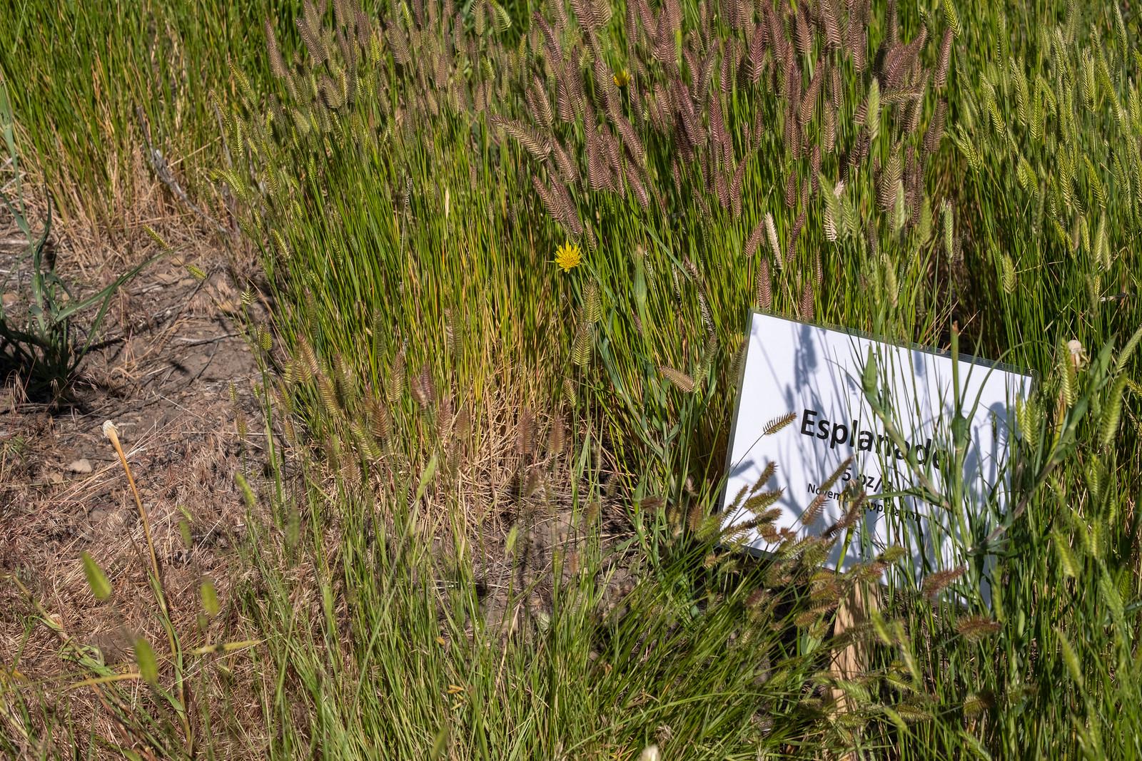 Sign in grass that says "Esplanade"