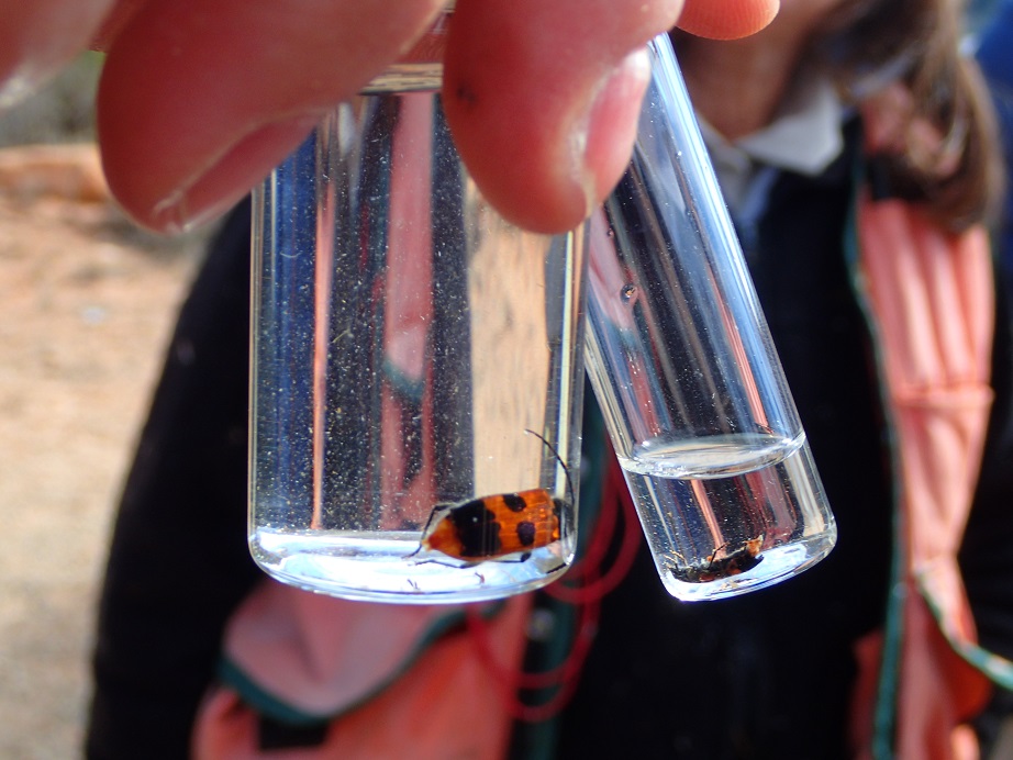 Wood borer adults and larvae found during sampling efforts.