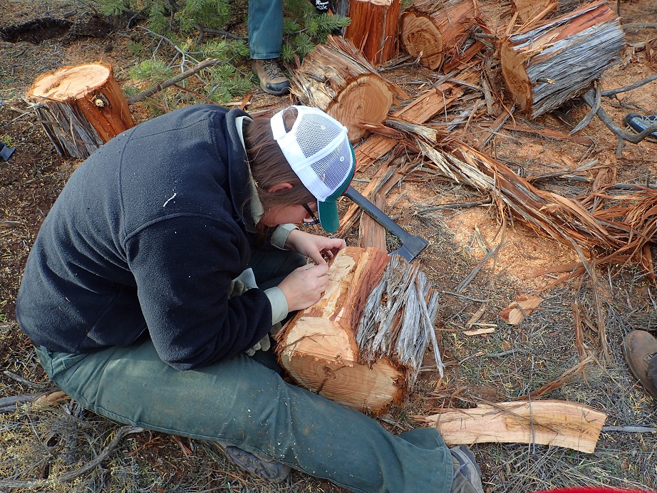 Forest Health Protection team member examining a juniper core for insects or signs of pathogens.