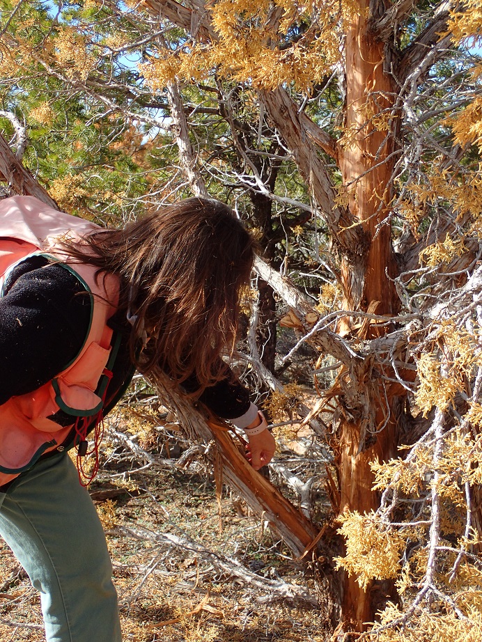 Liz Hebertson pointing out insect damage underneath bark of a juniper tree.