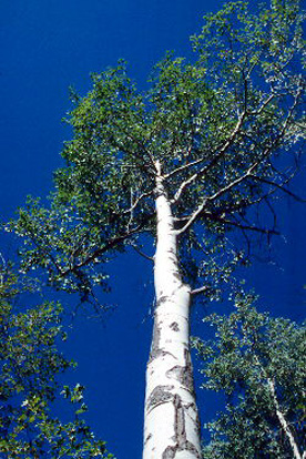 Quaking Aspen tree from ground level