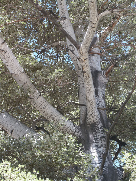 identifying poplar trees