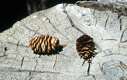 engelmann spruce cones