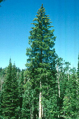 engelmann spruce wood
