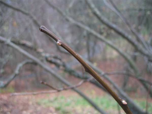 Common Hoptree branches