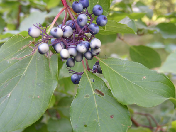 Red-Osier Dogwood berries
