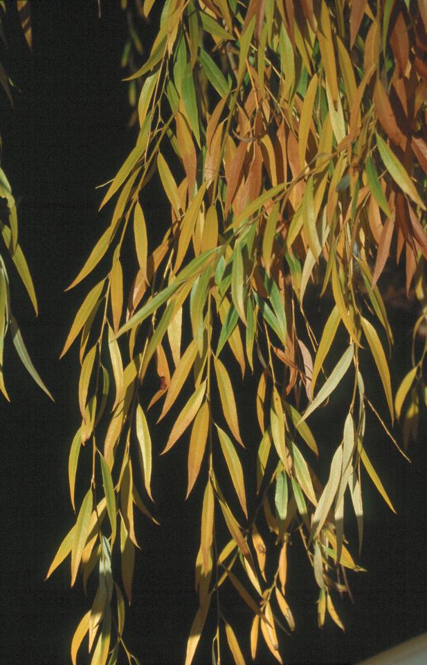 willows leaves