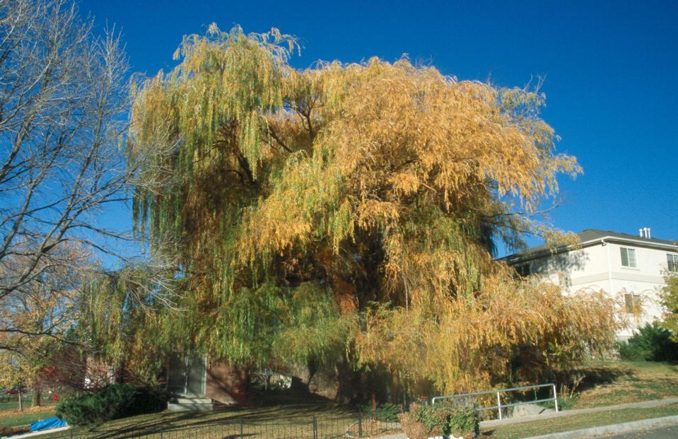 Willow, Weeping, TreeBrowser