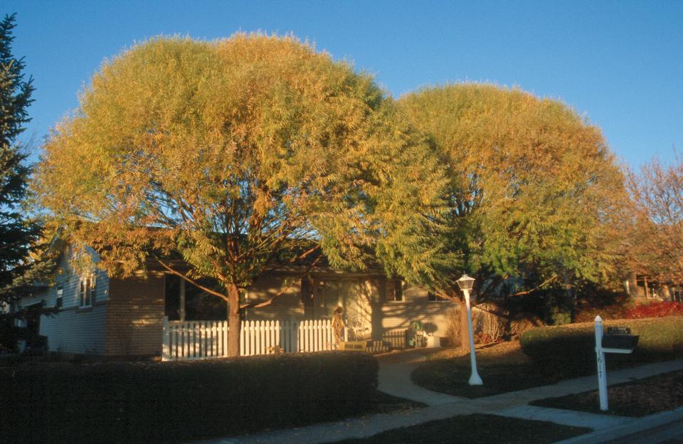 Globe Navajo Willow Tree - Stark Bro's