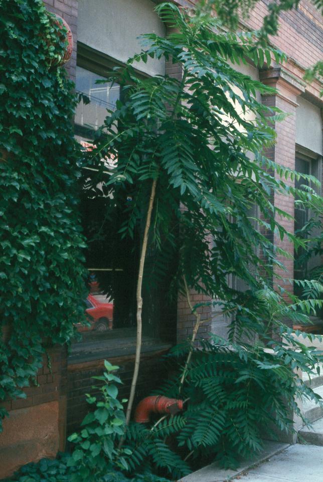 Tree of Heaven small tree