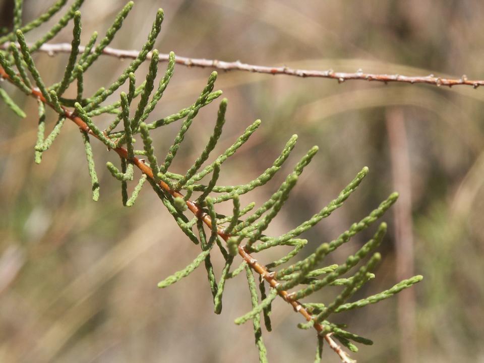 Tamarisk or Saltcedar TreeBrowser USU