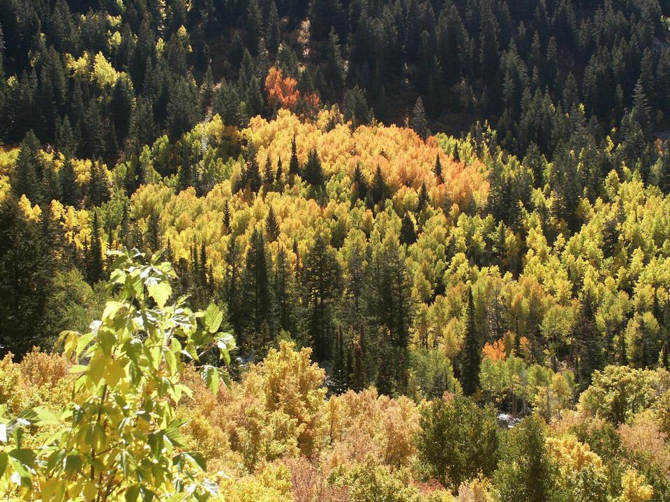 Aspen, Quaking or Trembling Trees