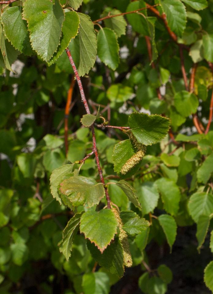 All-season trees: River birch - MSU Extension