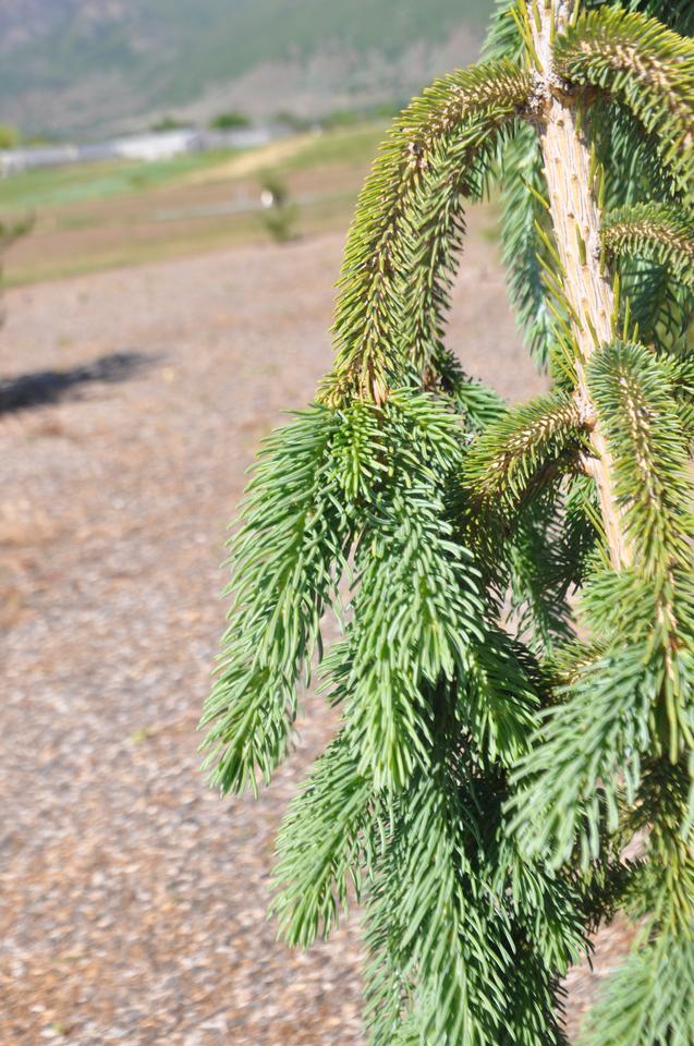 Spruce tree branches