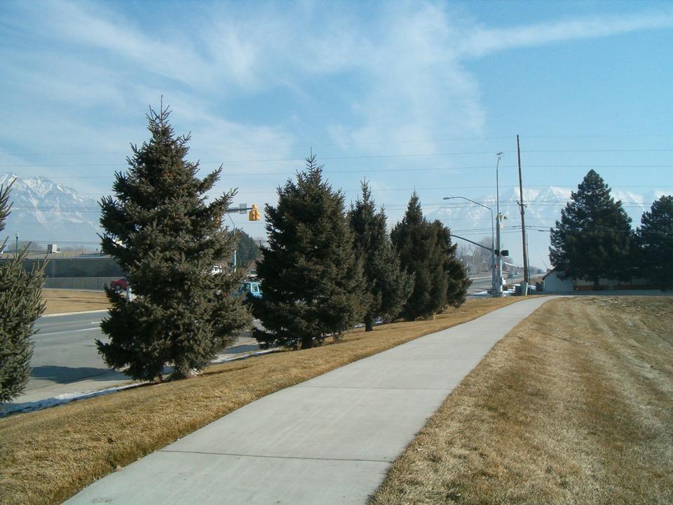 Spruce trees