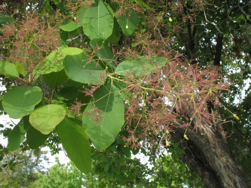 Smoketree leaves and flowers