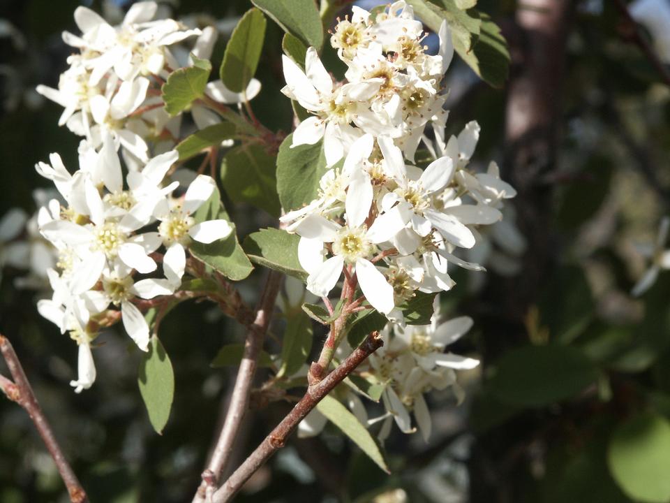 Serviceberry flowers