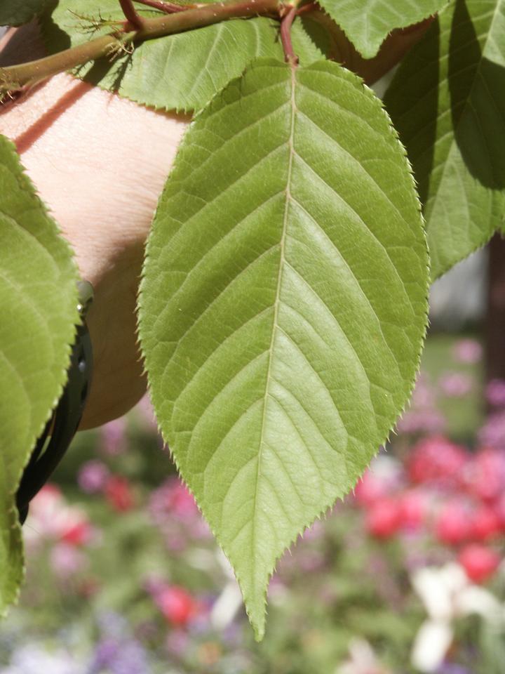 prunus serrulata kwanzan leaf