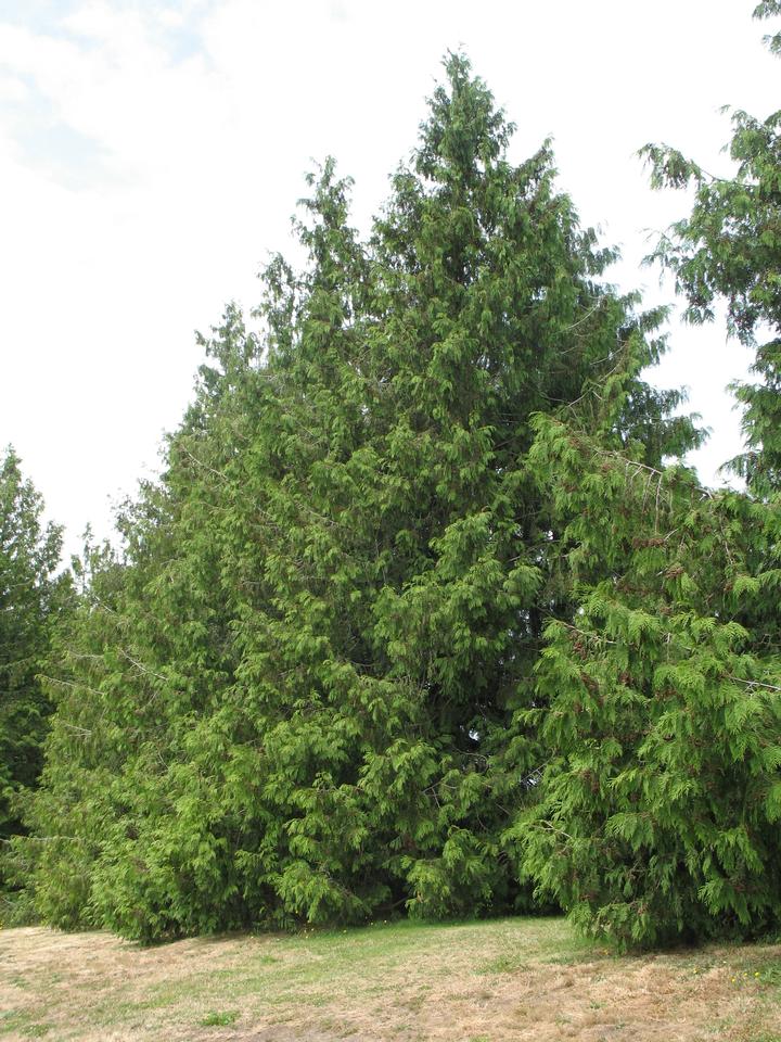 northern red cedar