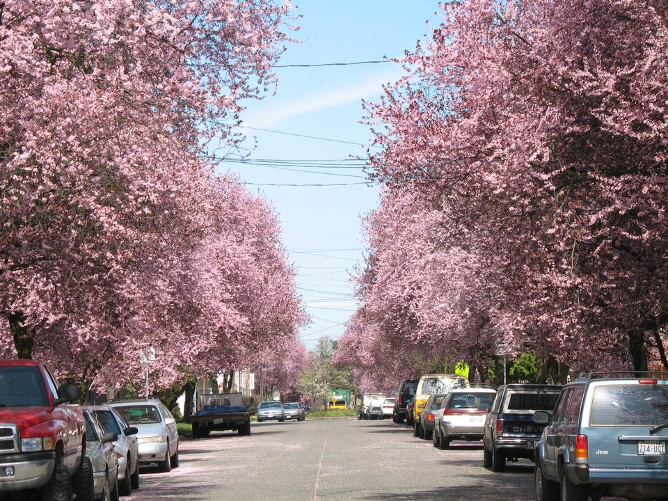 Plum trees on a street