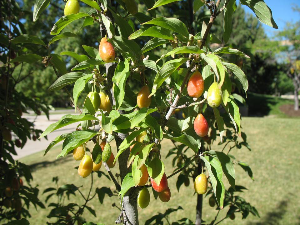 Dogwood, Corneliancherry tree with fruit