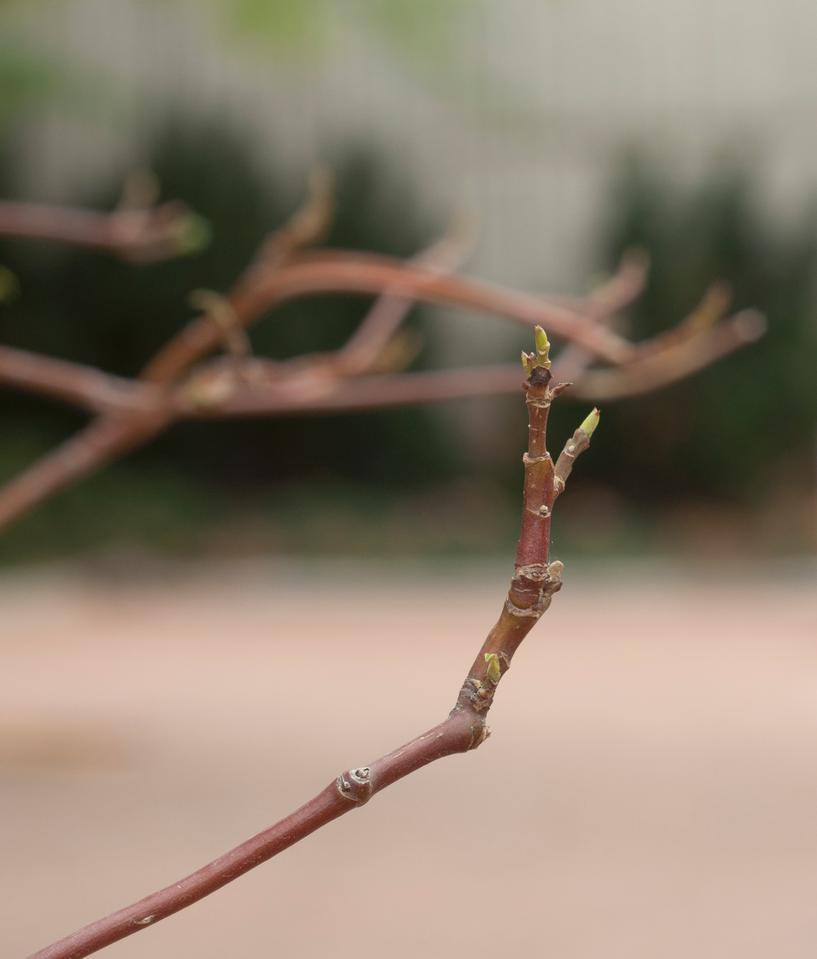 Dogwood, Pagoda or Alternate-leaf tree branch