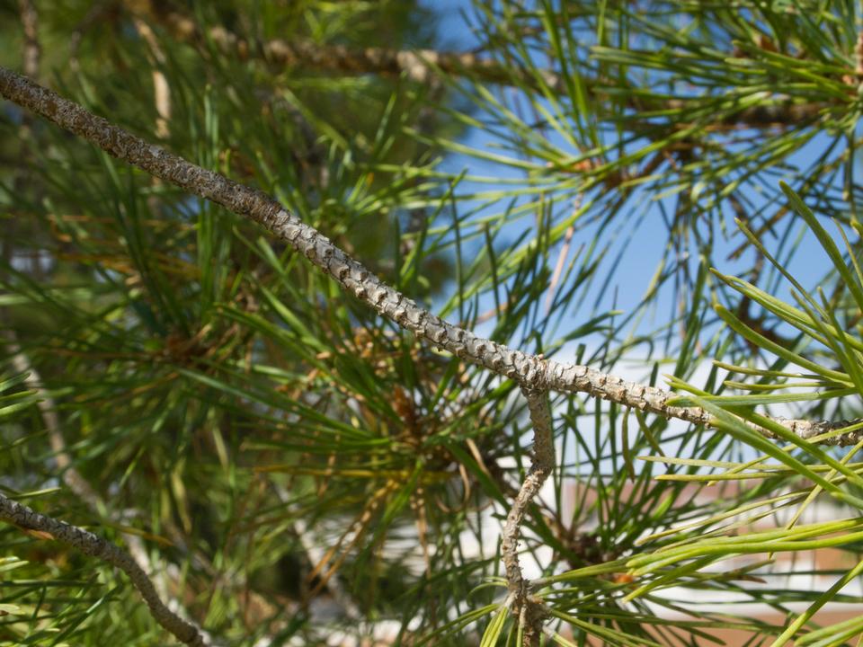 Pine branches
