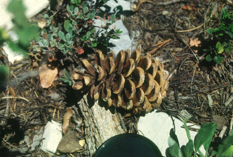 Limber Pine—Branches Flexible Enough You can Tie them in Knots