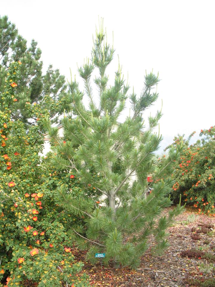 Limber Pine—Branches Flexible Enough You can Tie them in Knots – What Tree  Where