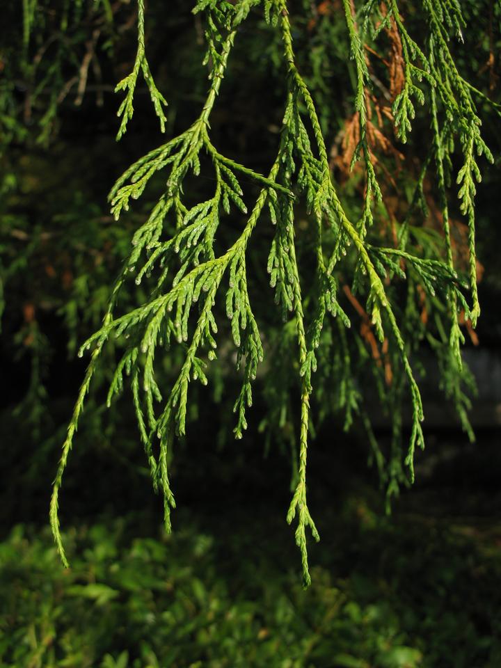 Falsecypress, Sawara or Japanese tree branches with dark green needles