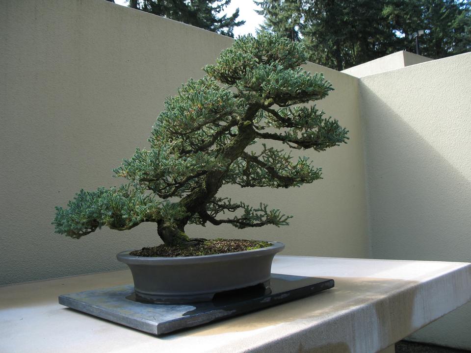 juniperus chinensis mountbatten