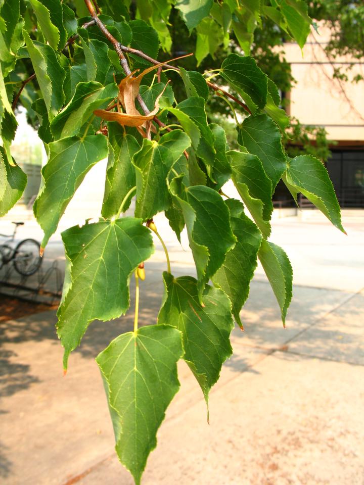 Tree: Little Leaf Linden – RUFF