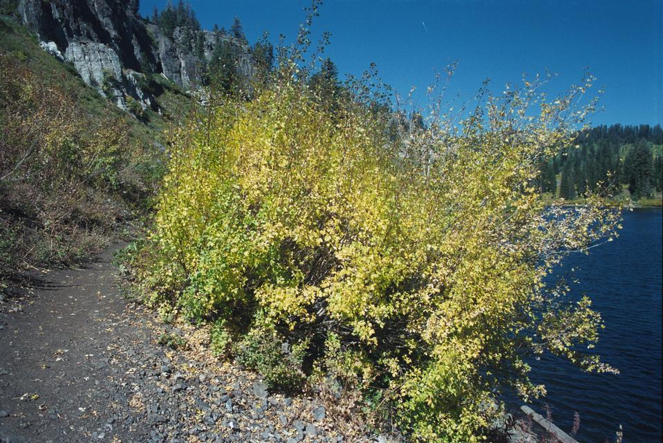 Maple tree by body of water