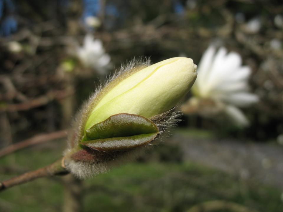 Magnolia, Loebner tree pink flower blossom
