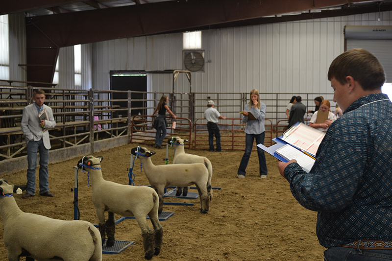 Youth in Utah evaluating livestock
