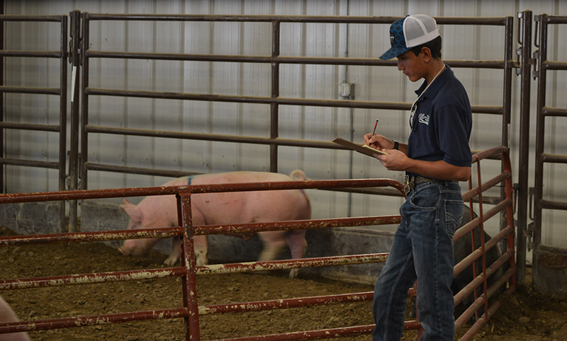 Youth in Utah evaluating livestock