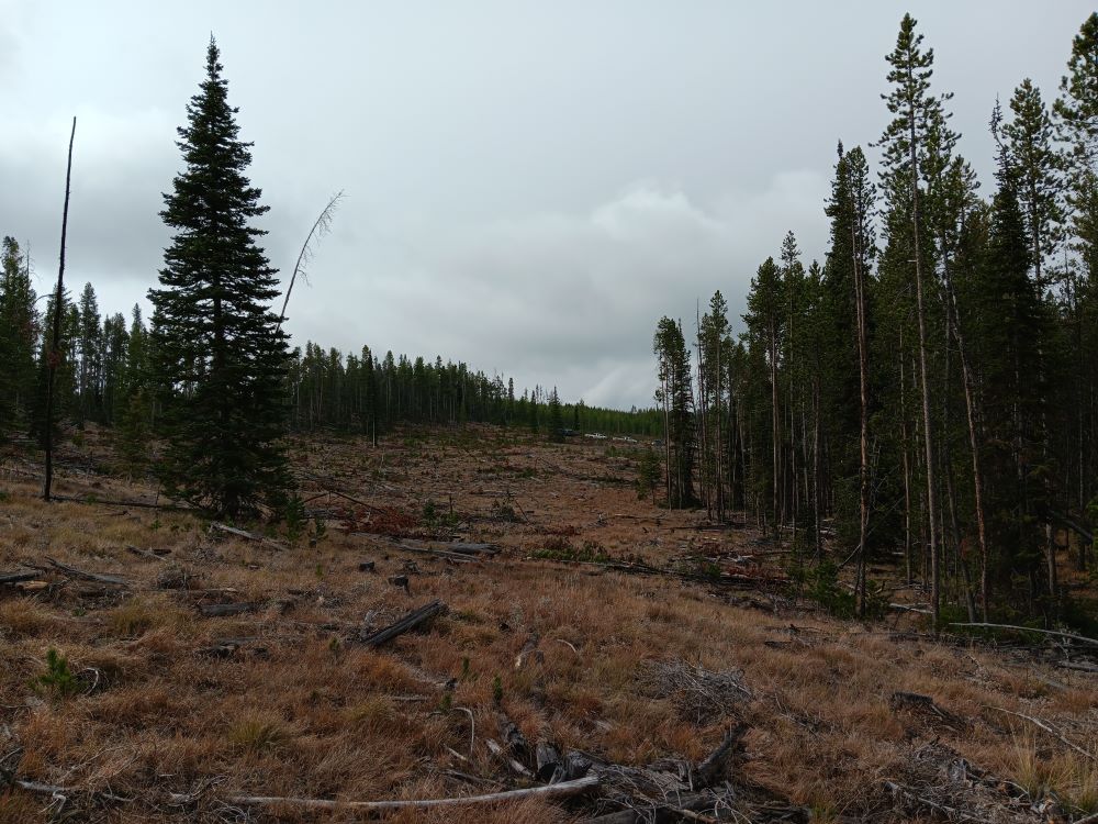 A clearing surrounded by forest on either side.