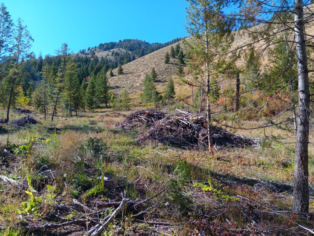 Several slash piles in an open field.