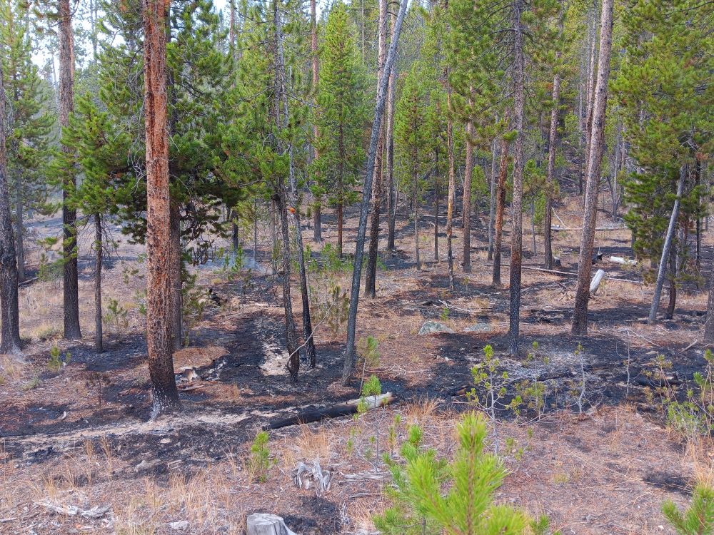 Patches of burned ground in a prescribed fire site.