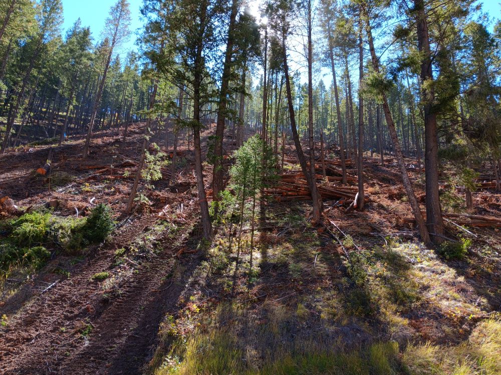 Piles of cut logs sit between standing trees. The sunlight casts distinct shadows.